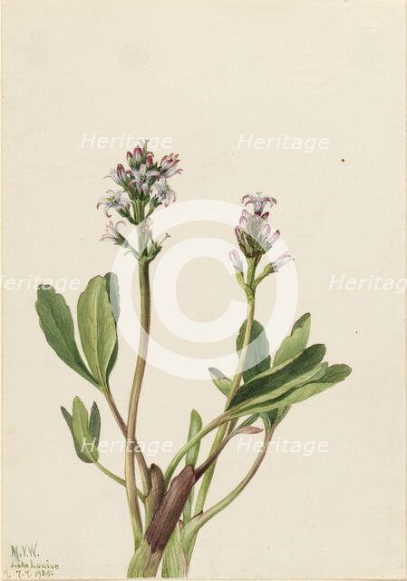 Bogbean (Menyanthes trifoliata), 1925. Creator: Mary Vaux Walcott.