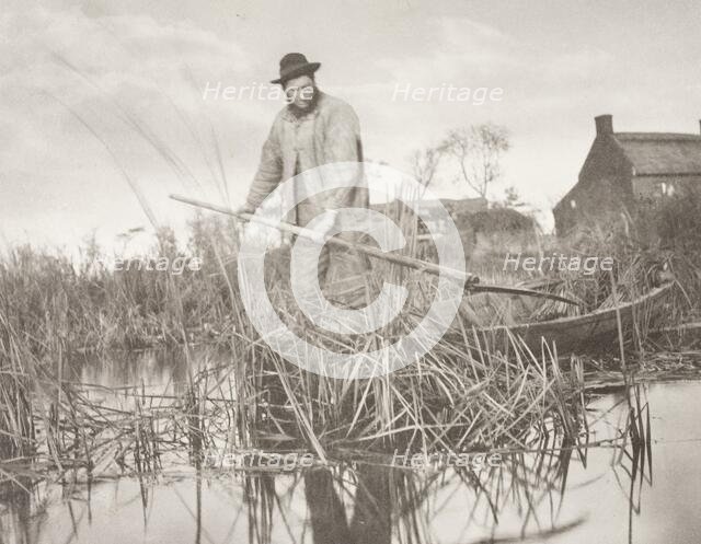 Cutting the Gladdon, 1886. Creator: Peter Henry Emerson.