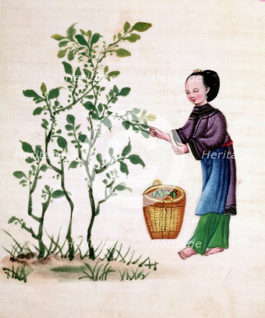 Gathering mulberry leaves to feed silkworms, 19th century. Artist: Unknown