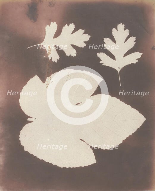 1. Foglia di Fico. 2. Foglia di Spina Bianco, 1839. Creator: William Henry Fox Talbot.