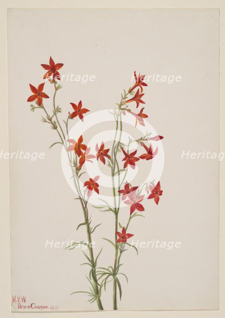 Gilia arizonica, 1931. Creator: Mary Vaux Walcott.