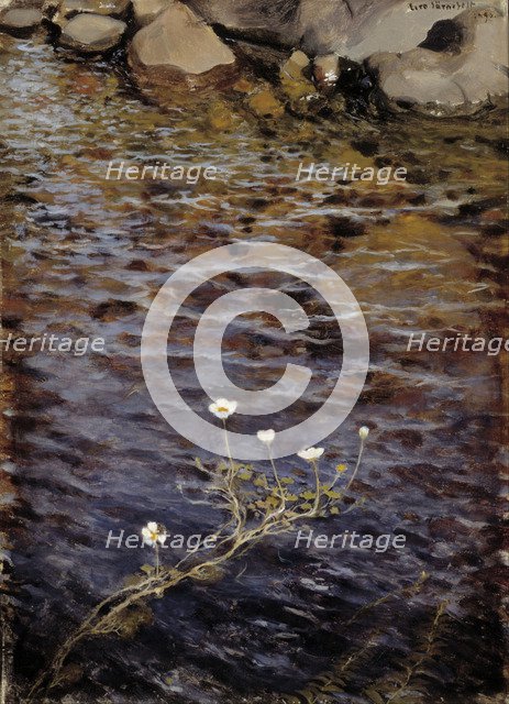 Pond Water Crowfoot, 1895.