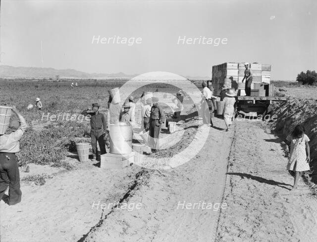 Five hundred pea pickers in field of large-scale Sinclair Ranch, Near Calipatria, California, 1939. Creator: Dorothea Lange.