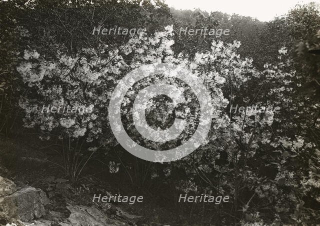Flowering plant , between 1915 and 1935. Creator: Frances Benjamin Johnston.