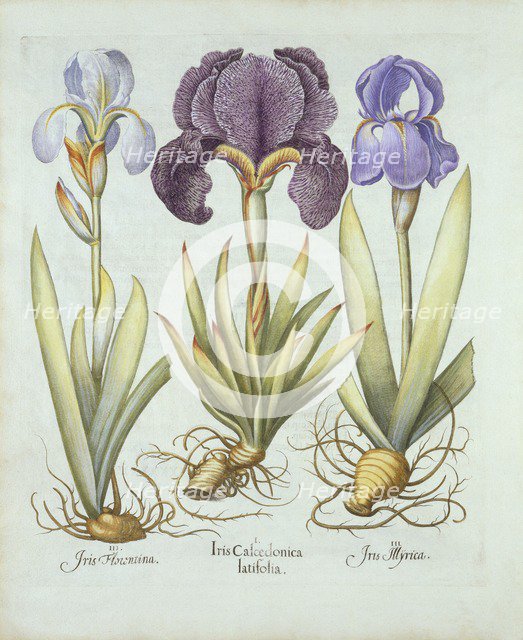 Three varieties of rhizomatous beardless irises,  from 'Hortus Eystettensis', by Basil Besler (1561-