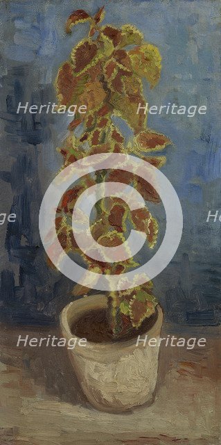 Flame Nettle in a Flowerpot.