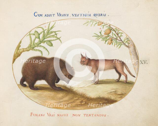 Animalia Qvadrvpedia et Reptilia (Terra): Plate XV, c. 1575/1580. Creator: Joris Hoefnagel.