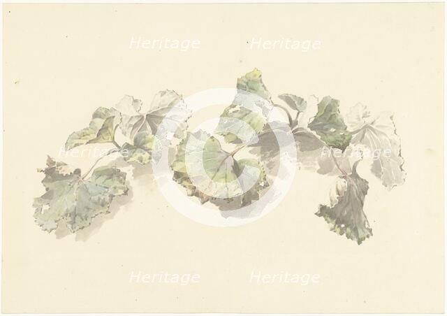 Study of leaves, 1787-1847. Creator: Josephus Augustus Knip.