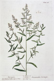 Tarragon, 1782. Artist: Elizabeth Blackwell