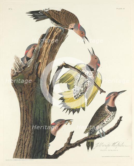 Gold-winged Woodpecker, 1828. Creator: Robert Havell.