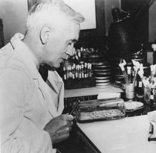 Alexander Fleming, Scottish bacteriologist in his laboratory, 1930s. Artist: Unknown