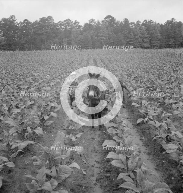 Putting in tobacco, Shoofly, North Carolina, 1939. Creator: Dorothea Lange.