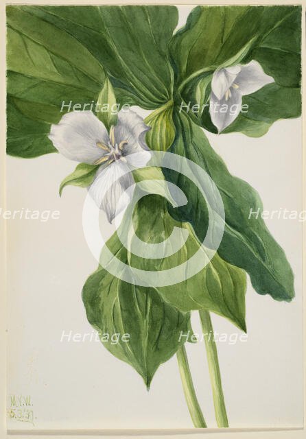 Wake-Robin (Trillium simile), 1939. Creator: Mary Vaux Walcott.