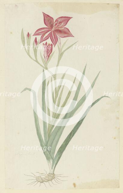 Gladiolus cardinalis curtis., 1777-1786. Creator: Robert Jacob Gordon.