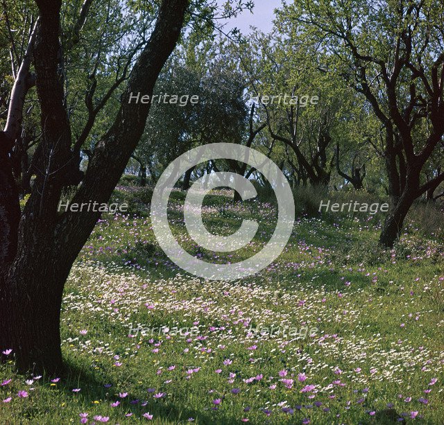 Flowers and olive trees in April in Phocis