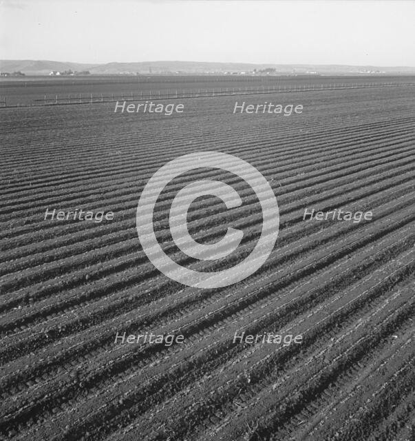 Large scale, commercial agriculture, Salinas Valley, California , 1939. Creator: Dorothea Lange.