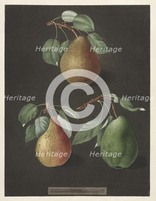 Pomona Britannica: No. 82 - Pears, 1807. Creator: George Brookshaw (British).
