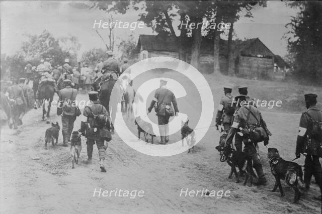German Red Cross Dogs going to front, between c1915 and 1918. Creator: Bain News Service.