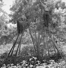 Picking pears, Pleasant Hill Orchard, Yakima Valley, Washington, 1939. Creator: Dorothea Lange.