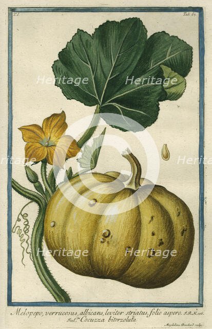 Melopepo (Summer Squash), from Giorgio Bonelli's Hortus Romanus, vol. I (1772). Creator: Maddalena Bouchard.