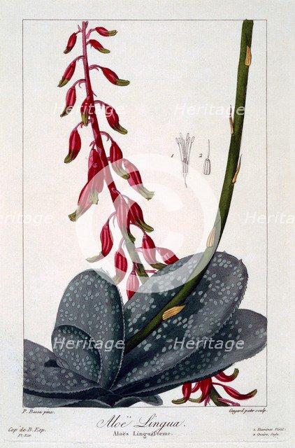 Aloe lingua, pub. 1836. Creator: Panacre Bessa (1772-1846).