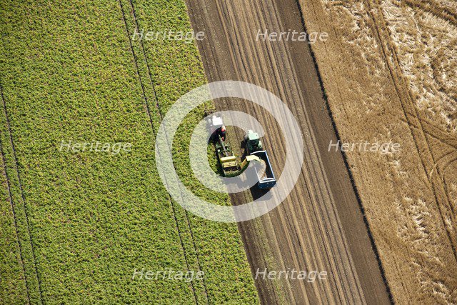Harvesting, Glinton, Peterborough, Cambridgeshire, c2010s(?). Artist: Damian Grady.