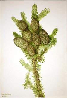 Balsam Fir (Albies fraseri), 1932. Creator: Mary Vaux Walcott.