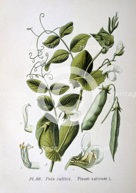 Field and garden pea, 1893. Artist: Unknown