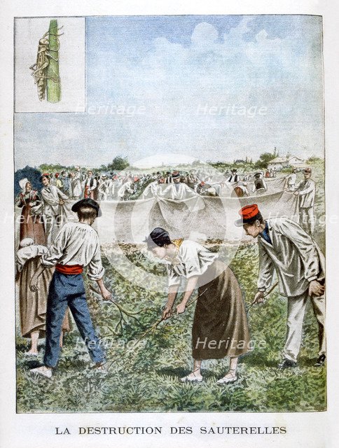 Destroying the grasshopper, 1901. Artist: Unknown