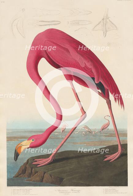 American Flamingo, 1838. Creator: Robert Havell.