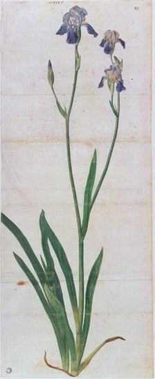 Iris germanica, ca 1503. Creator: Dürer, Albrecht (1471-1528).