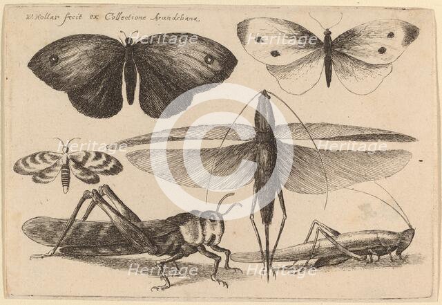 Six Insects, 1646. Creator: Wenceslaus Hollar.