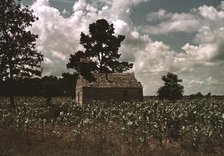 A Negro church in a corn field, Manning, S.C., 1939. Creator: Marion Post Wolcott.