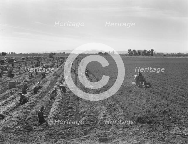 Large scale agriculture, near Meloland, Imperial Valley, 1939. Creator: Dorothea Lange.