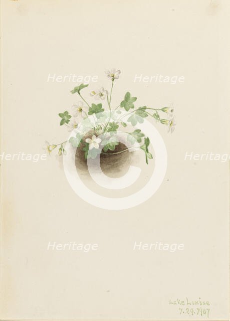 Mistmaiden (Romanzoffia sitchensis), 1907. Creator: Mary Vaux Walcott.