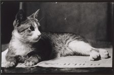 Mrs. Thomas Eakins's Cat, c. 1880-1890. Creator: Thomas Eakins.