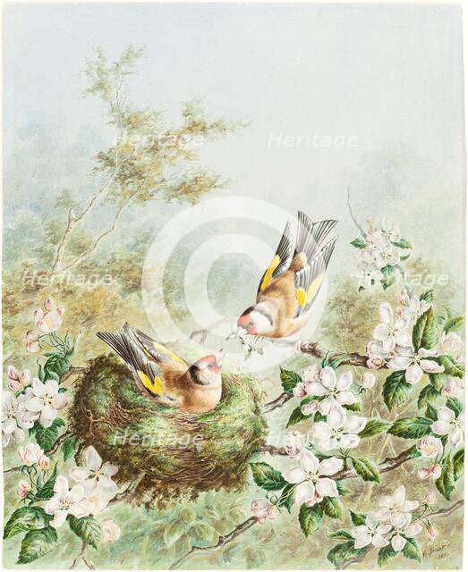 Gold Finches and Their Nest in an Apple Tree, 1878. Creator: Harry Bright.