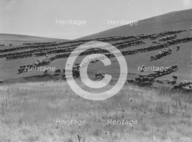 Sheep grazing, California, 1936. Creator: Dorothea Lange.