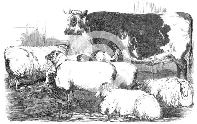 The Smithfield Club Prize Cattle-show, 1854. Creator: Unknown.