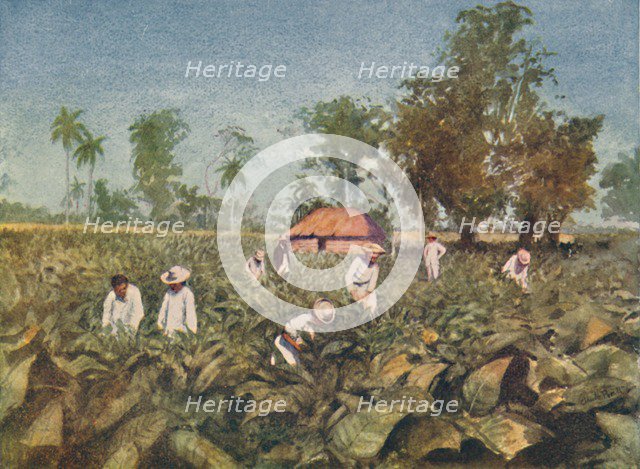 'Tobacco Plantation, Cuba', 1916. Artist: Claude Pratt.