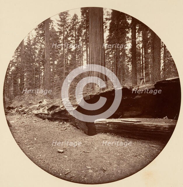 Mammoth Three Grove Hotel Calaveras Co Cal., ca. 1878. Creator: Carleton Emmons Watkins.