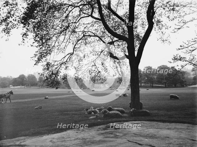 Sheep in Central Park, New York, between 1900 and 1906. Creator: Unknown.