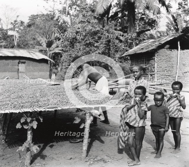 Cocoa bean drying, 1975. Artist: Unknown