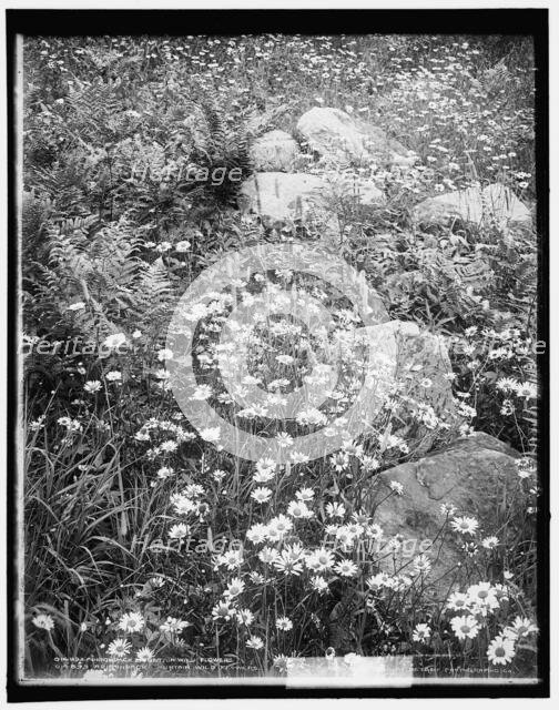 Adirondack mountain wildflowers, c1902. Creator: William H. Jackson.