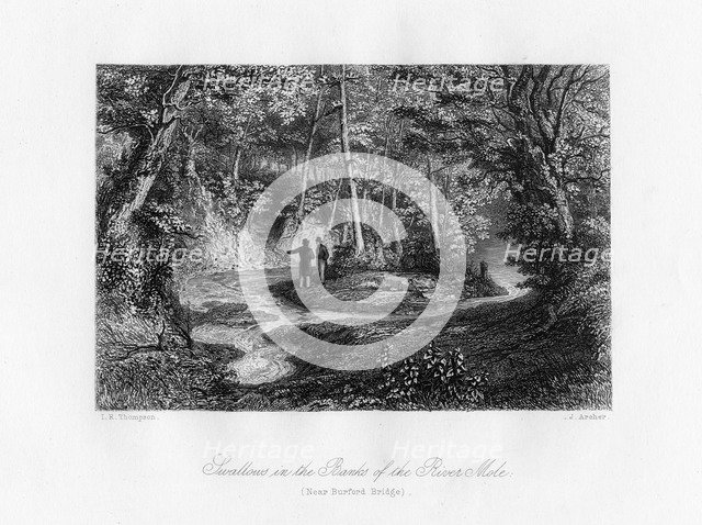 'Swallows in the Banks of the River Mole', Surrey, 19th century. Artist: J Archer