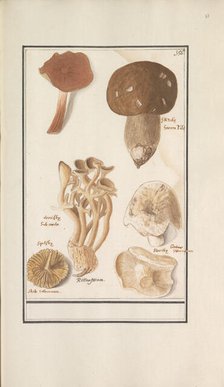 Mushrooms, 1596-1610. Creators: Anselmus de Boodt, Elias Verhulst.
