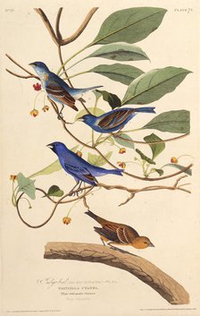 The indigobirds. From "The Birds of America", 1827-1838. Creator: Audubon, John James (1785-1851).