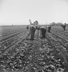 Gang of Filipino boys thinning lettuce, Salinas Valley, California, 1939. Creator: Dorothea Lange.