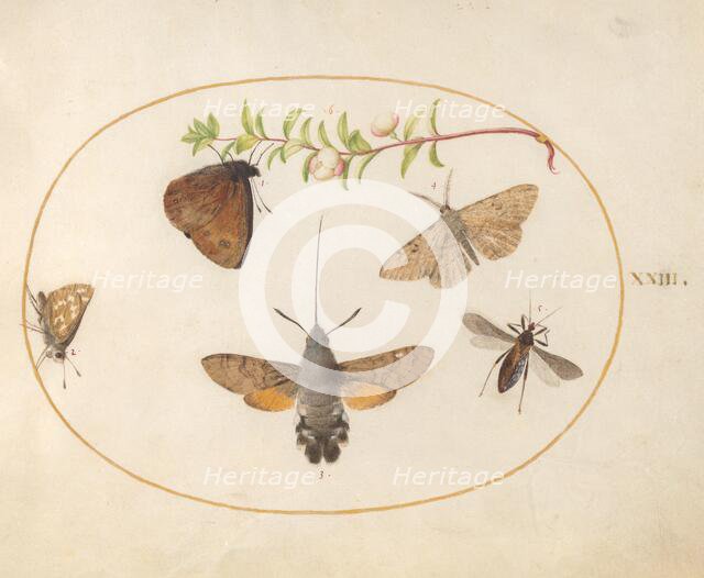 Plate 23: Hawk Moth, Butterflies, and Other Insects around a Snowberry Sprig, c. 1575/1580. Creator: Joris Hoefnagel.