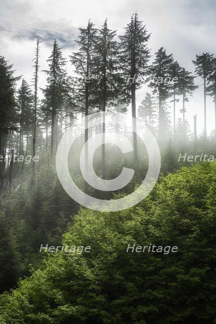 The Forest Awakens. Creator: Joshua Johnston.